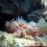 Scorpionfish - Image